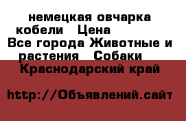 немецкая овчарка кобели › Цена ­ 25 000 - Все города Животные и растения » Собаки   . Краснодарский край